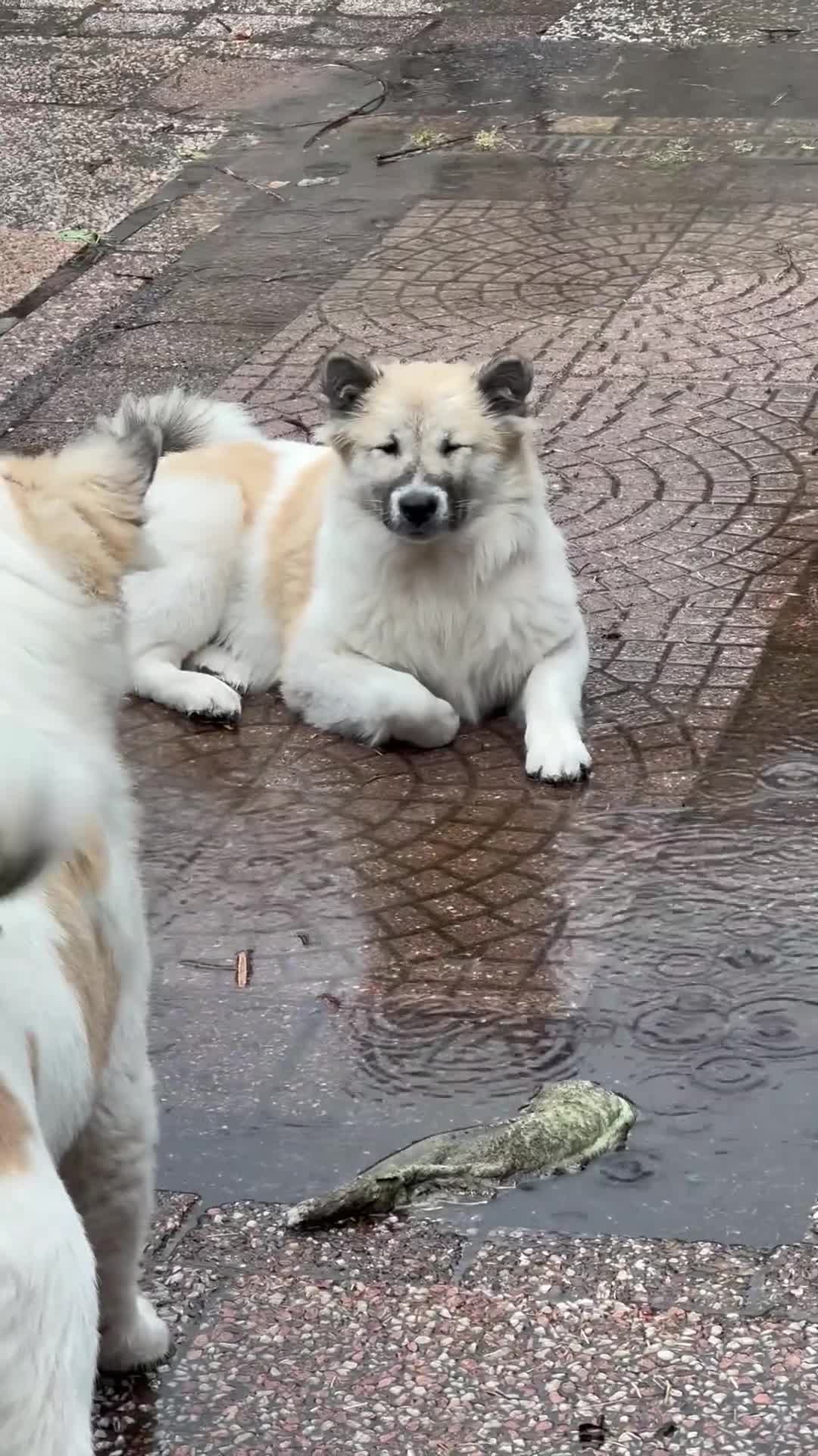 Thai Bangkaew Dog honden te koop: Thai Bangkaew pups - Video 3