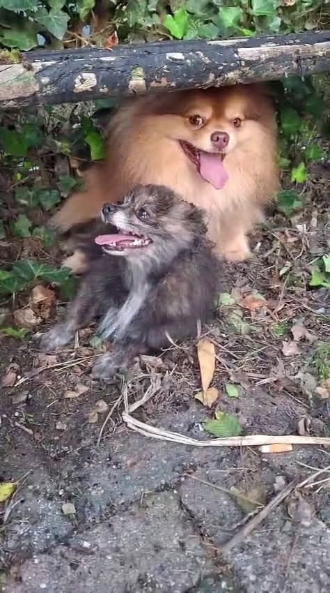 Pomsky honden te koop: Prachtige hondjes  - Video 1