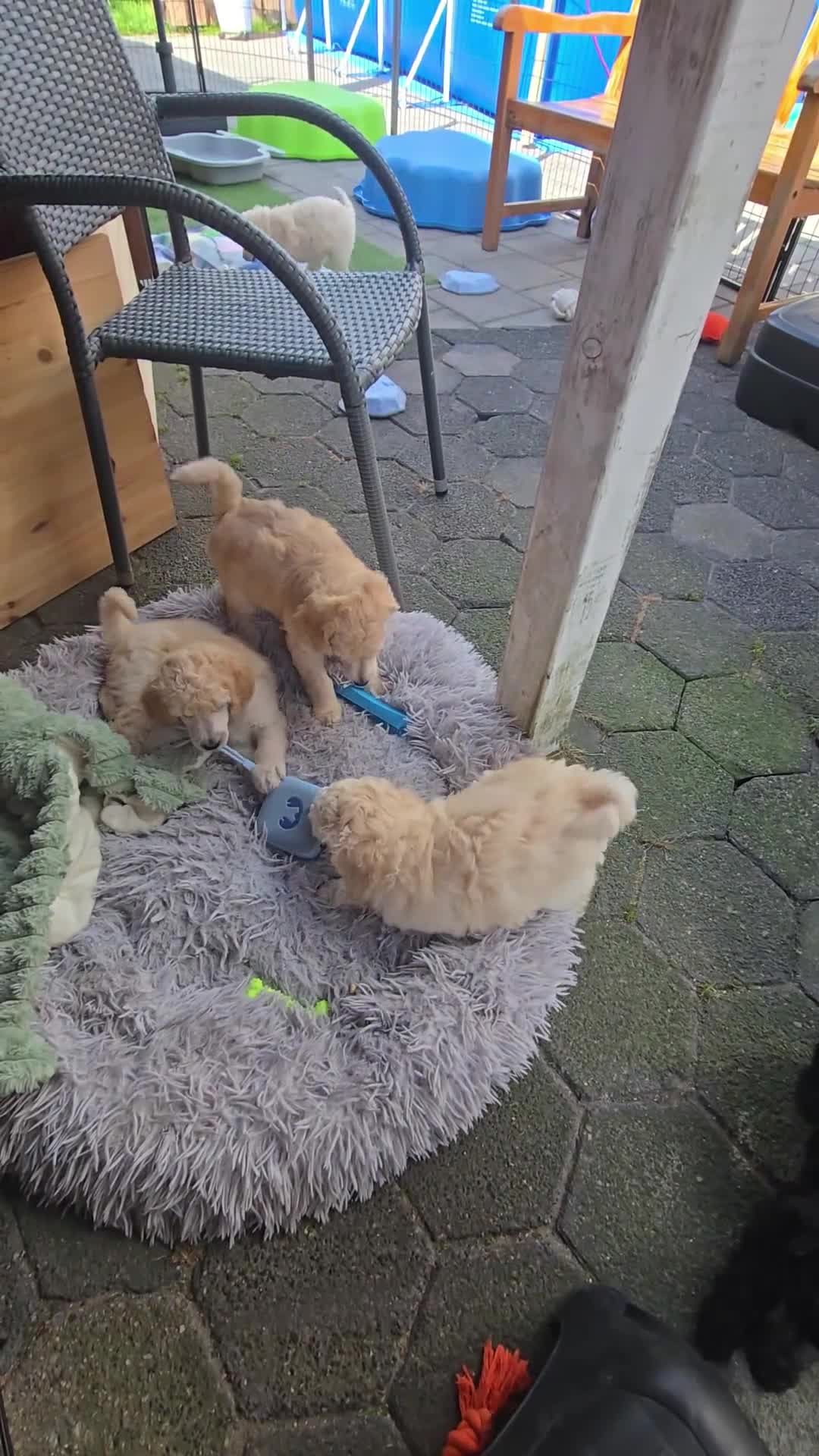 Labradoodle honden te koop: Poedel outcross pups | DNA-geteste ouderdieren - Video 4