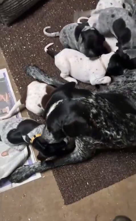 Duitse Staande Hond Korthaar honden te koop: Zindelijke DSK pups met stamboom  in Gelselaar - Video 1
