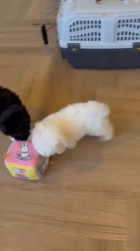Poedel Toy honden te koop: Toypoedel zusjes toy poedel - Video 1