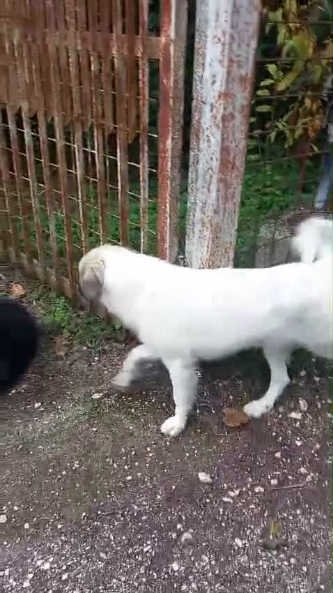 Kruising honden te koop: Franciscus zoekt een.baasje - Video 2