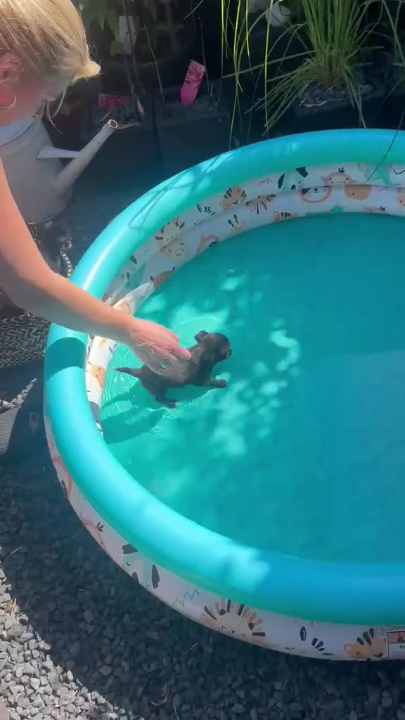 Chihuahua honden te koop: 4 mooie chihuahua pups - Video 2