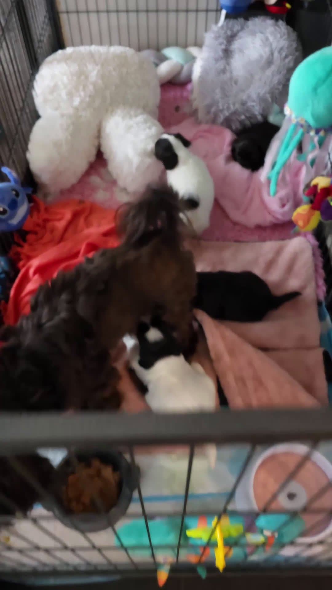 Havanezer honden te koop: Prachtig chocolade met wit reutje - Video 1