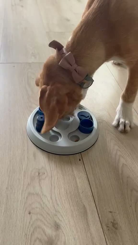 Kruising honden te koop: Lieve Tala zoekt een nieuw thuis - Video 3