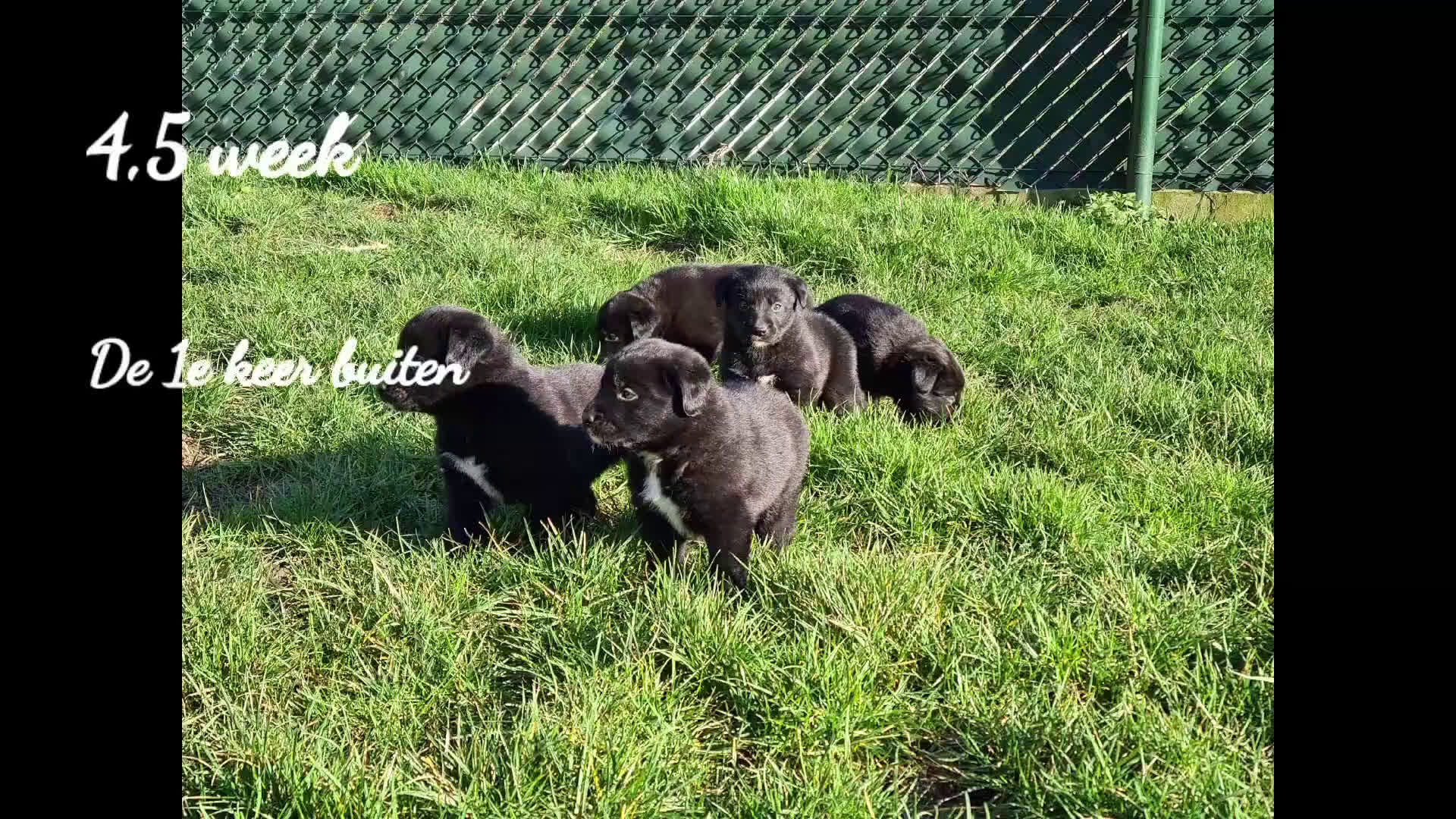 Kruising honden te koop: Uniek sociaal Borador pups STAMBOOM ouders F1 - Video 2