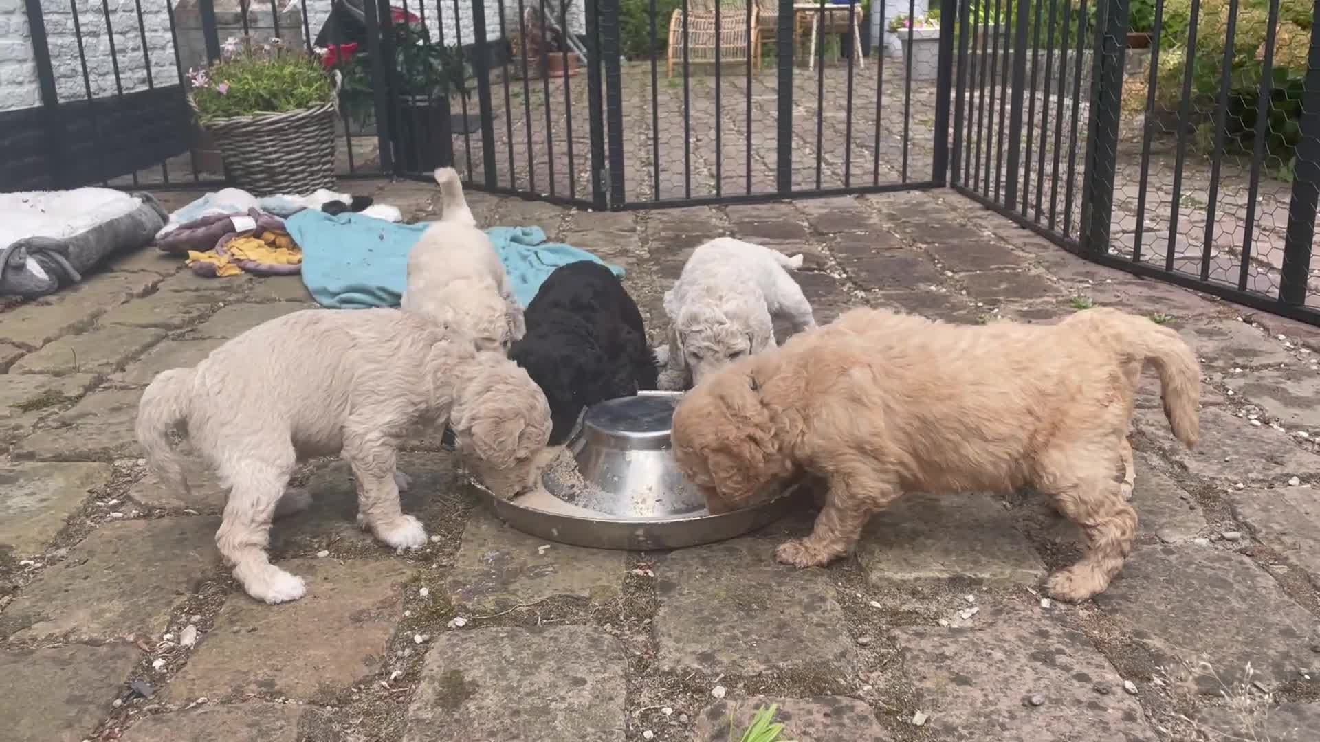 Labradoodle honden te koop: Prachtige medium labradoodle pups te koop in Breda - Video 3