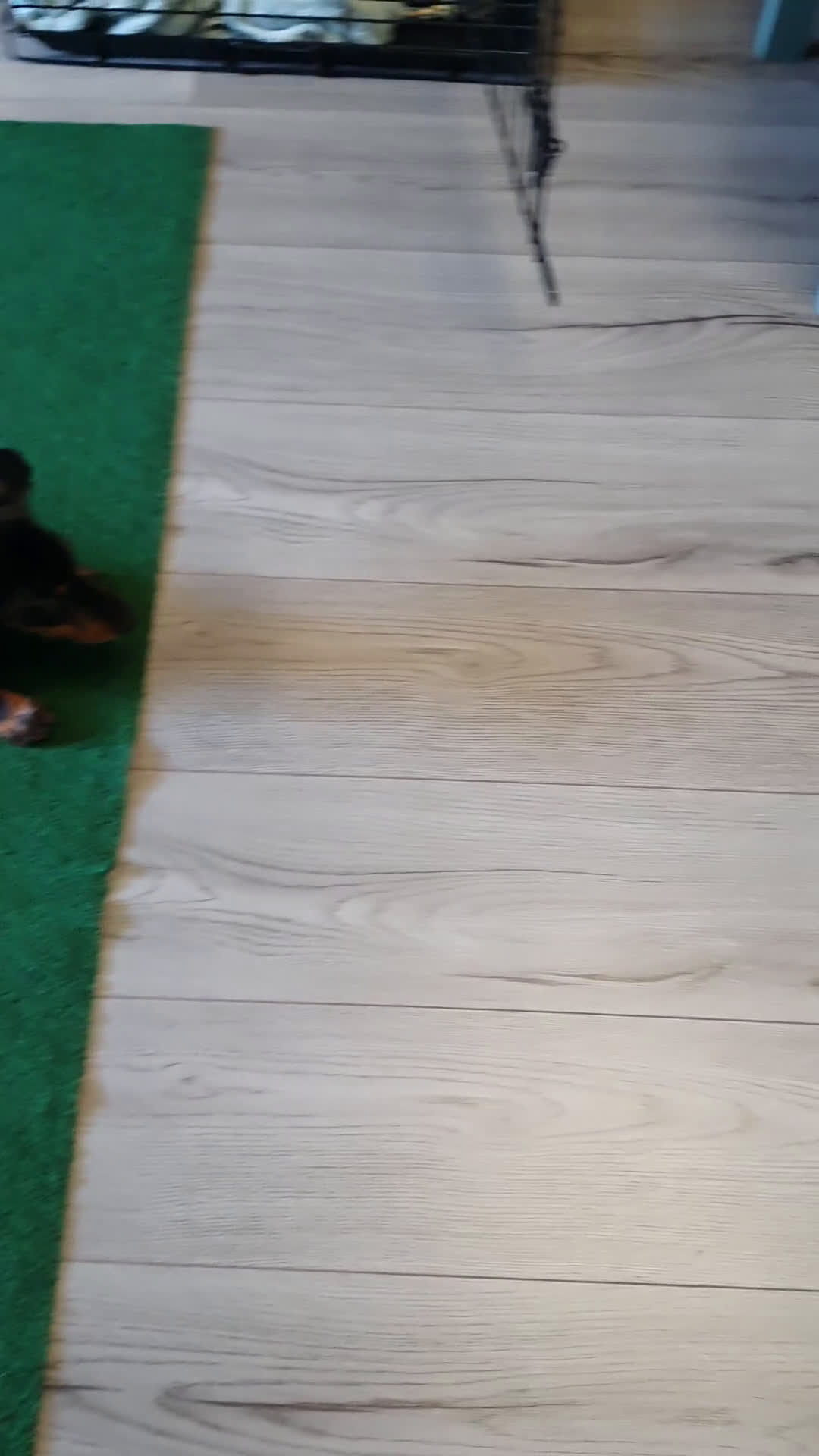 Teckel (korthaar)  honden te koop: Lieve kortharig teckel pup zoekt een nieuwe thuis - Video 1