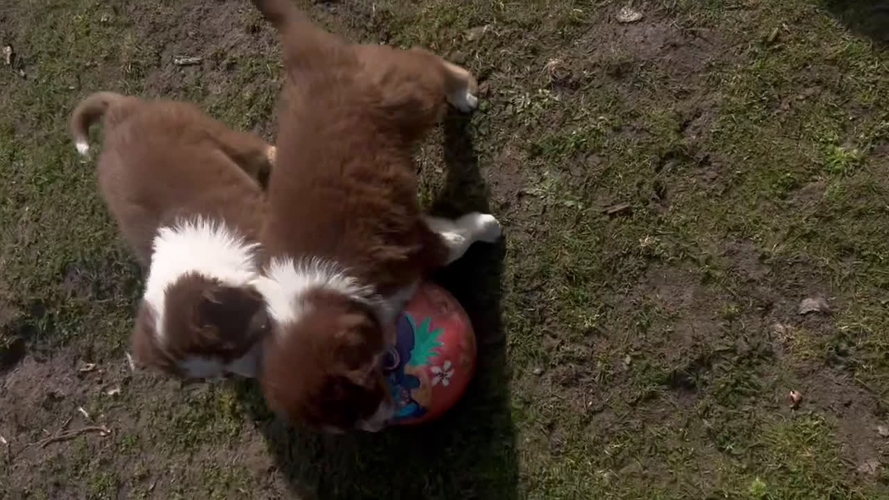 Australian Shepherd honden te koop: 100% raszuivere Australian Sheperd pups - Video 1