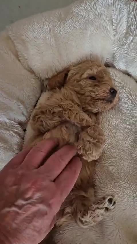 Poedel Toy honden te koop: Prachtig Toy-Dwergpoedel 1 zwarte reutje  - Video 3
