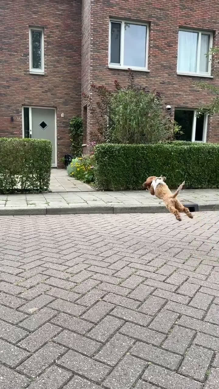 Poedel Toy honden te koop: Toypoedels verwacht - Video 2