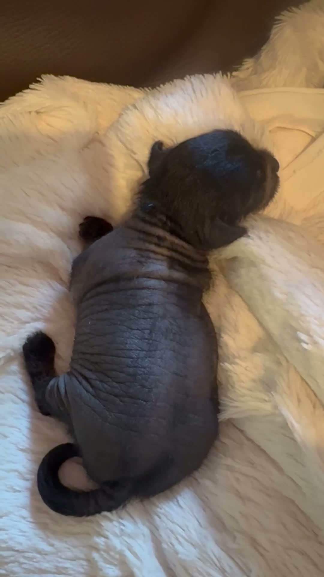 Peruaanse Naakthond honden te koop: Peruaanse miniatuur naakthond  - Video 3
