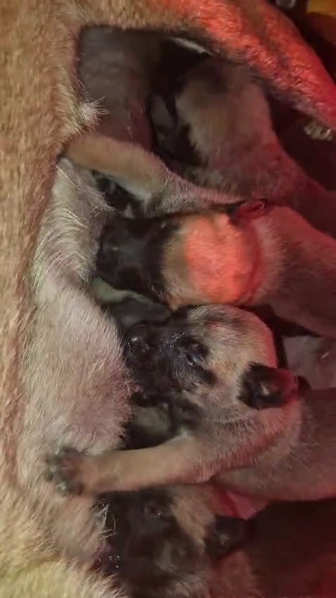 Mechelse Herder honden te koop: Mechelse herder - Video 3