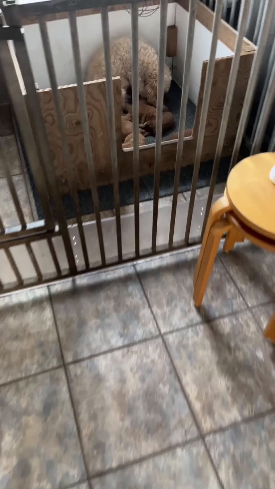 Kruising honden te koop: Mini labradoodle  - Video 4