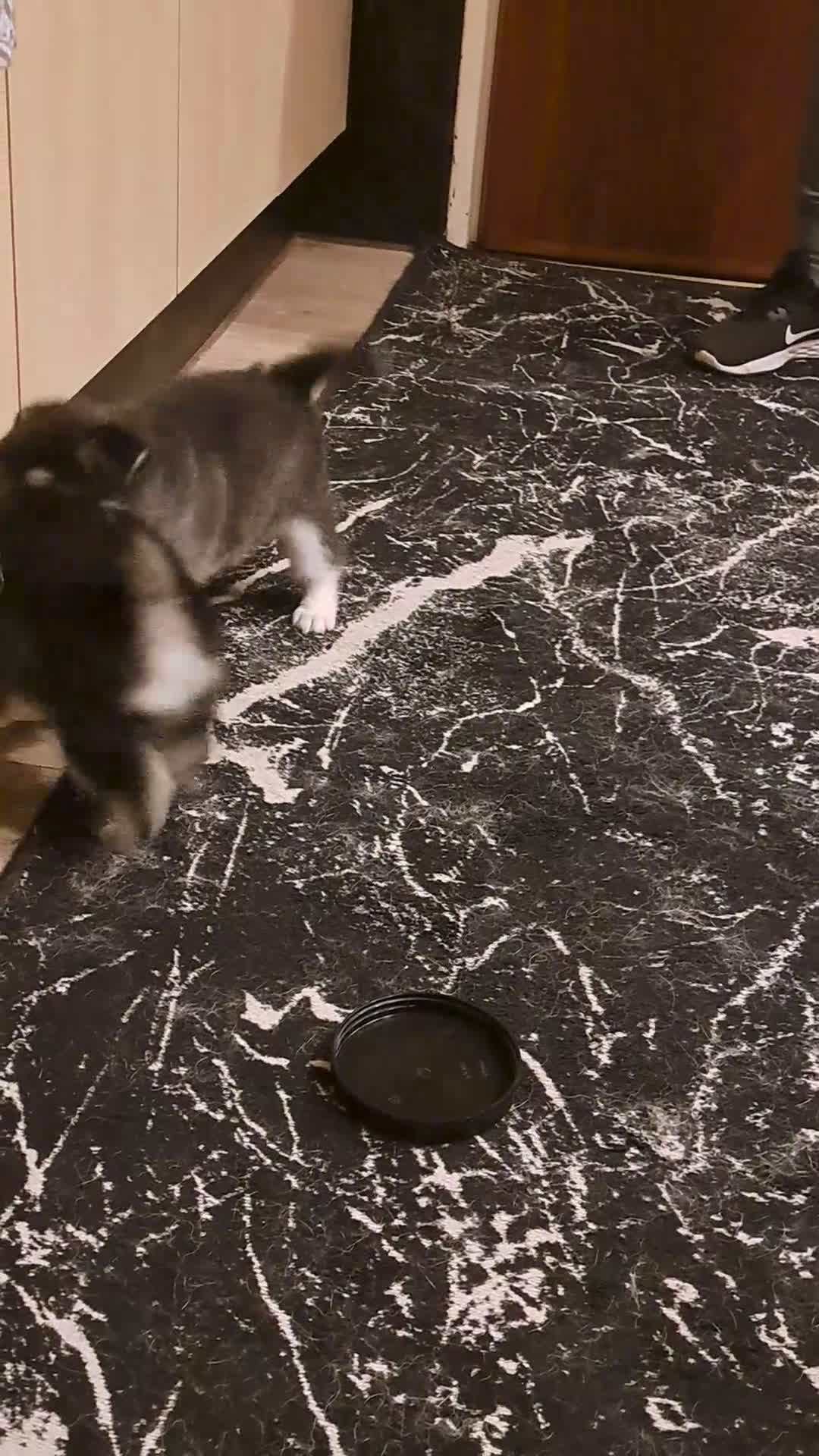 Pomsky honden te koop: Pomsky F2 pups - Video 1