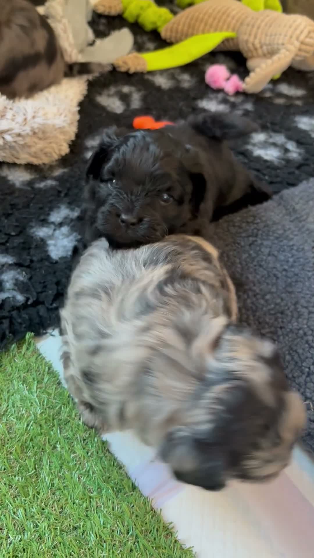 Kruising honden te koop: 🧸TeddyPoo |ToyPoedelXTeddydog 🤎Ouders Aanwezig❣️ - Video 5