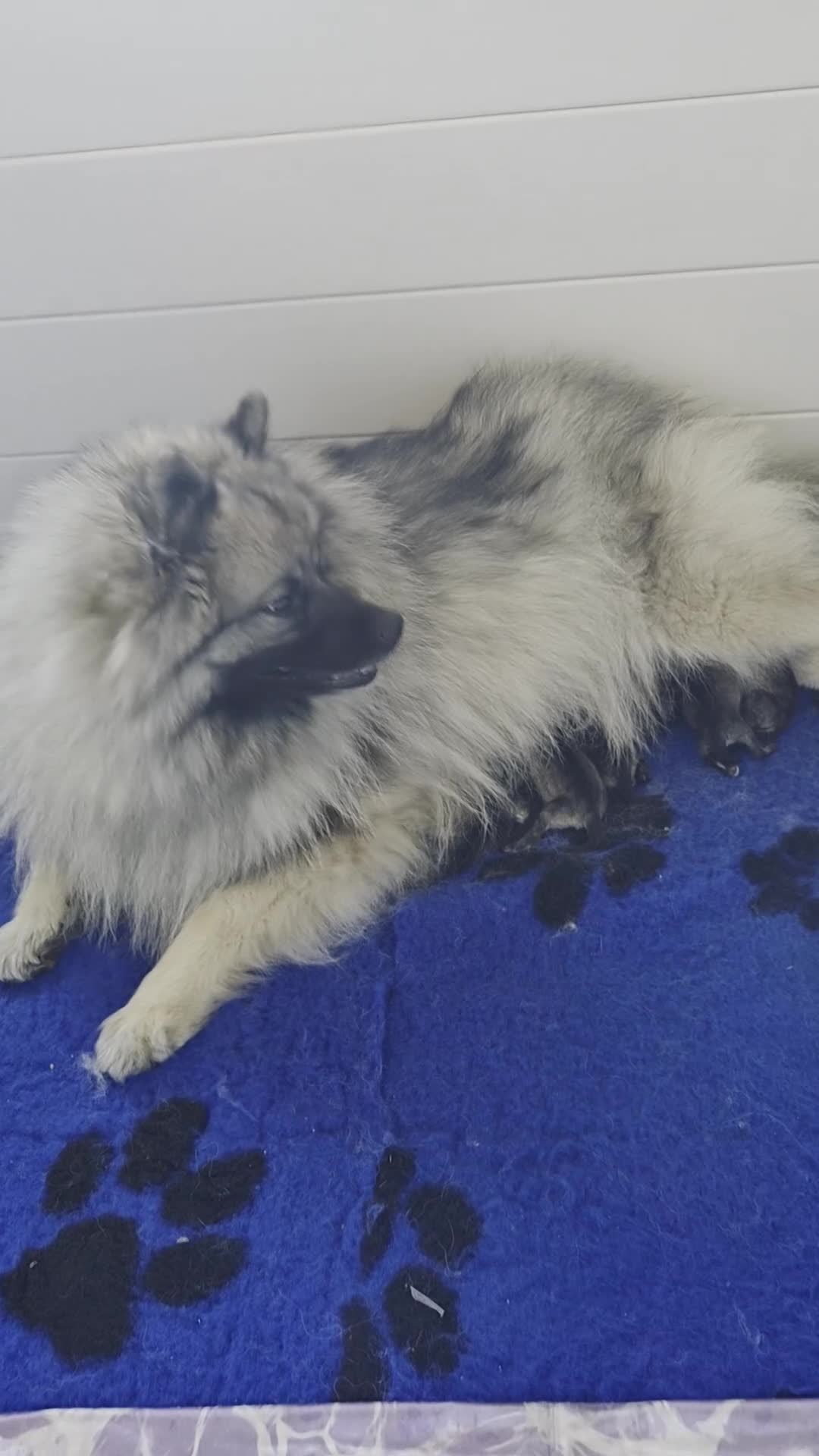 Keeshond honden te koop: Grote grijze keeshond puppy's  - Video 2