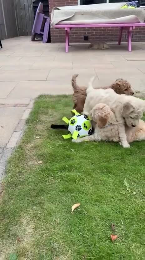 Goldendoodle honden te koop: Knappe Goldendoodles Pups  - Video 3