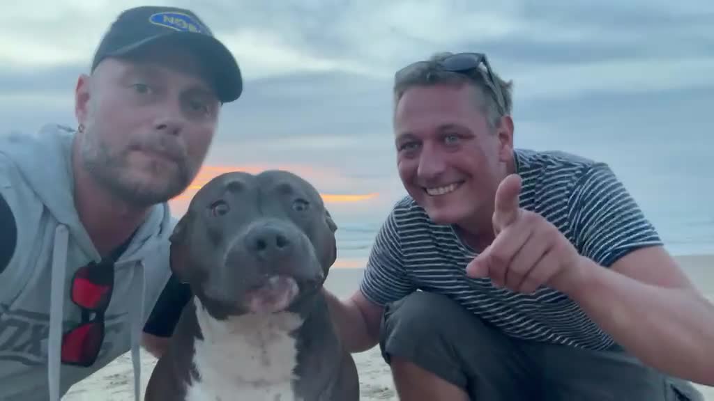 Kruising honden te koop: Red Nose Pitbull/Bully XL/stafford nest verwacht - Video 2
