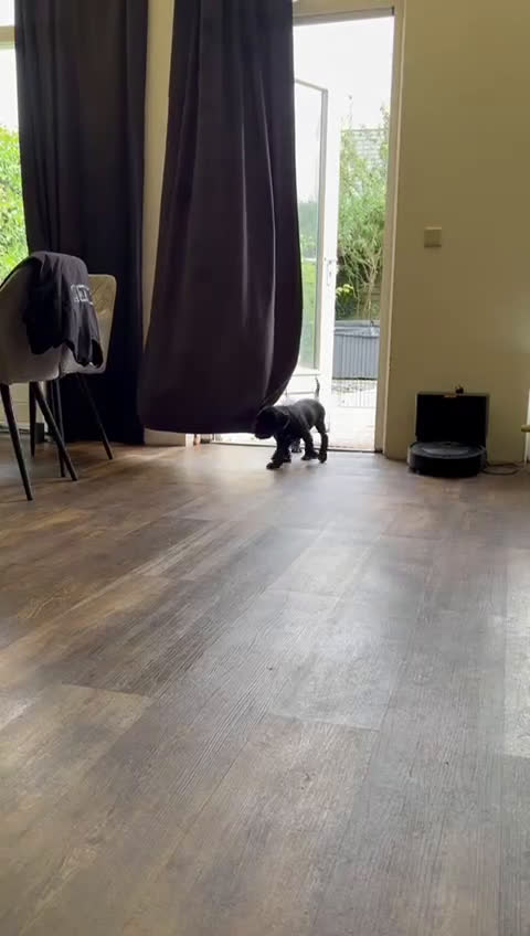 Cane Corso honden te koop: Cane corso 7 puppy’s - Video 3