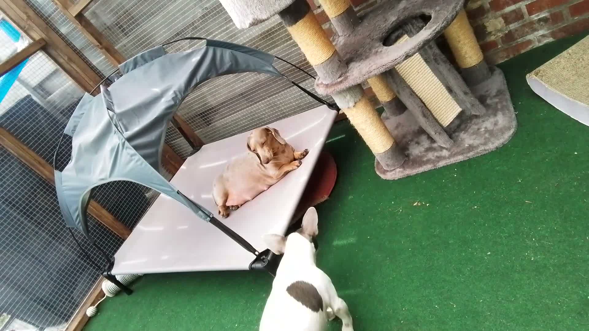 Dwergteckel honden te koop: Dwergteckel pups - Video 1
