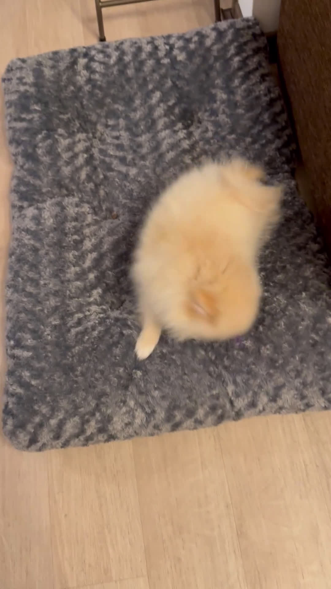 Pomeriaan honden te koop: drie pluizige baby's - Video 2