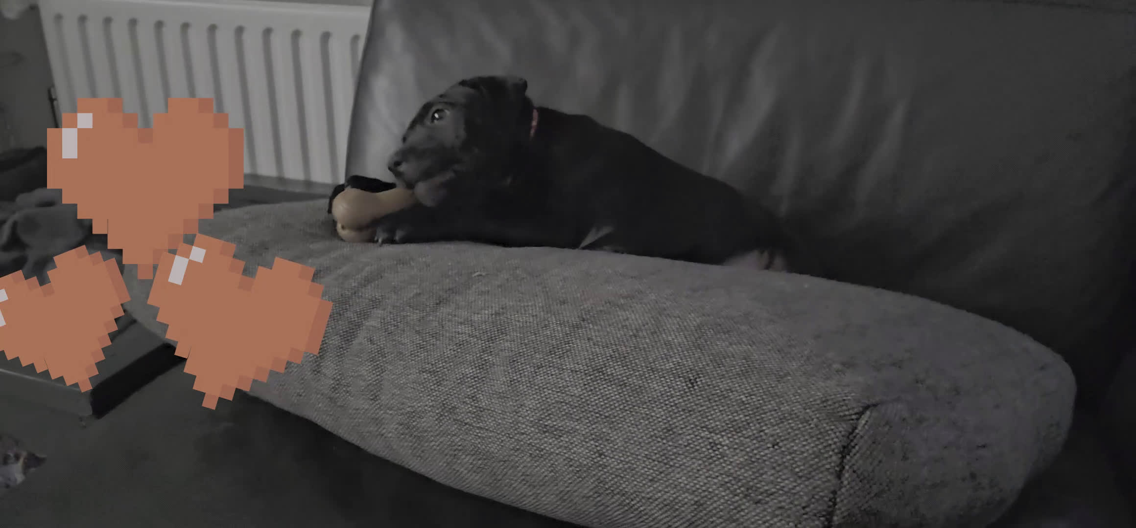 Engelse Stafford honden te koop: Engelse Staffordshire Bull terrier, Laatse Pup! - Video 1