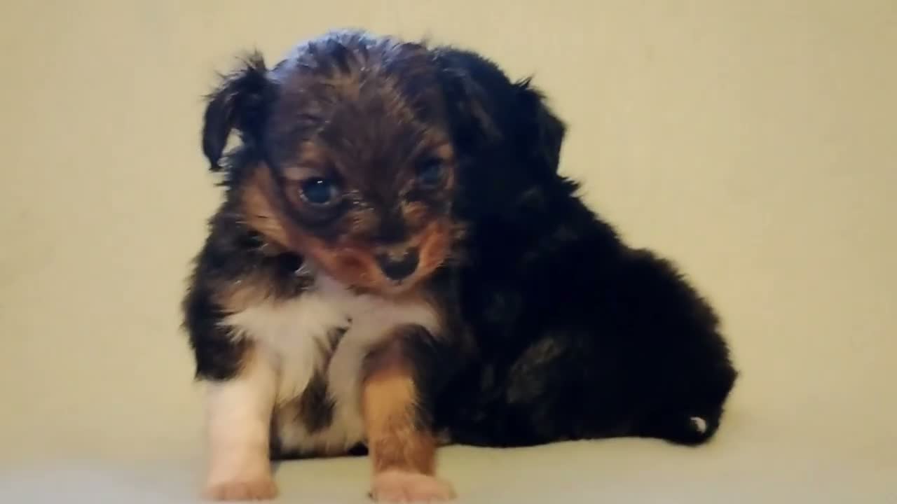 Kruising honden te koop: Orginele Papipoo - Video 1
