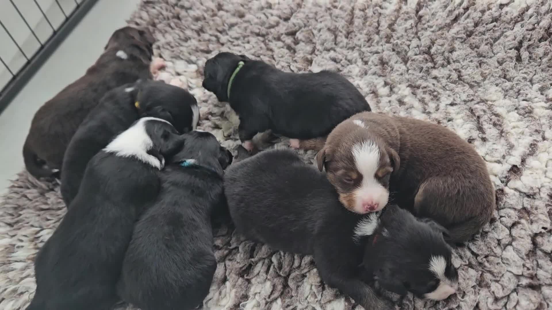 Australian Shepherd honden te koop: Prachtige mini Australian shepherd pups  - Video 1