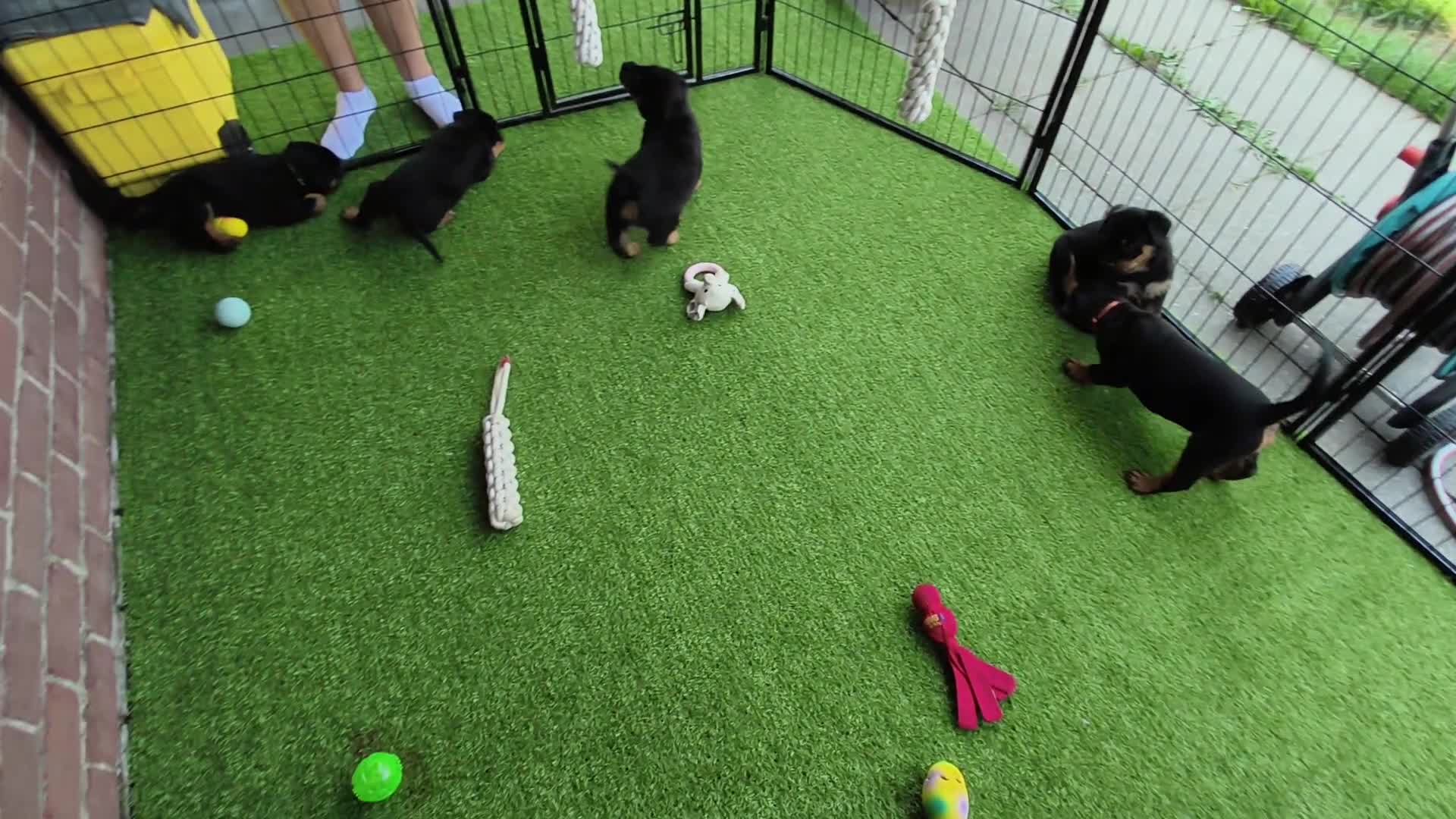 Rottweiler honden te koop: 8 Rottweiler pups. - Video 1