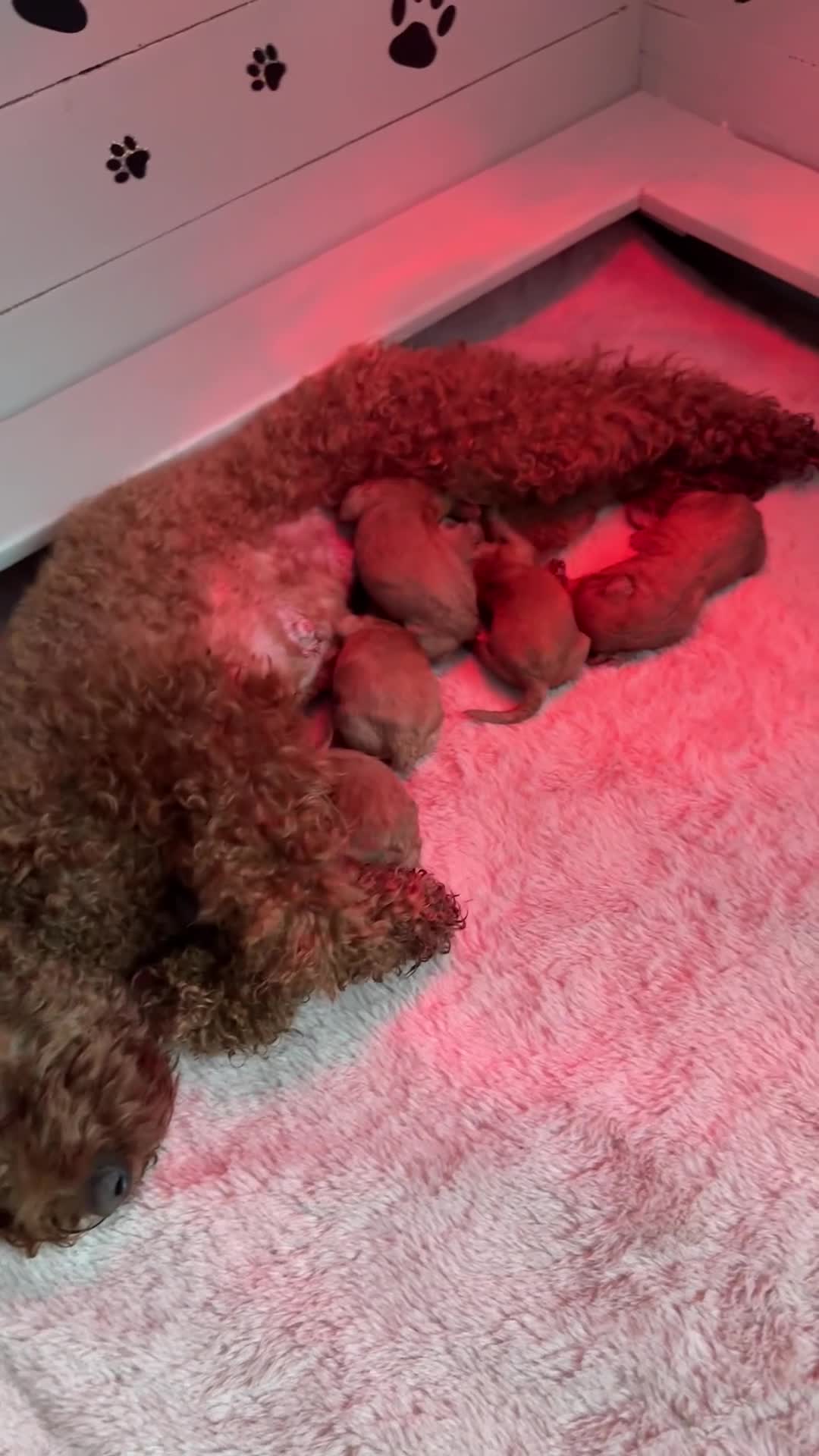Poedel Toy honden te koop: Poedel toy pups 🐩🥰 - Video 2