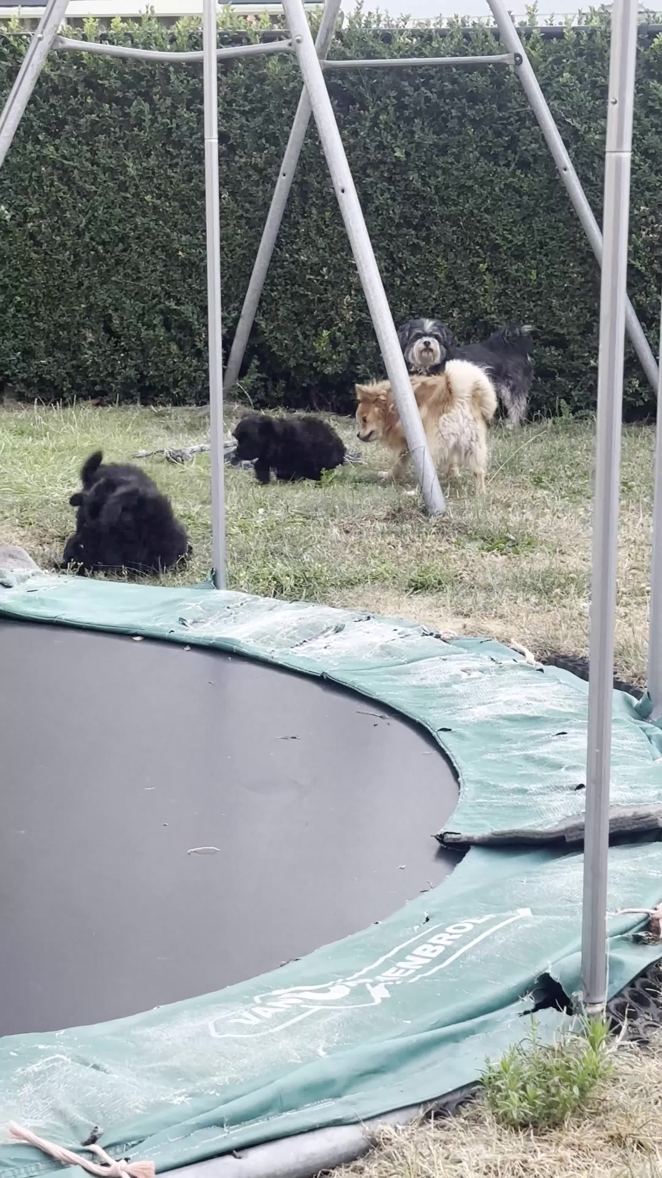 Kruising honden te koop: kruising boomer x poedel - Video 1