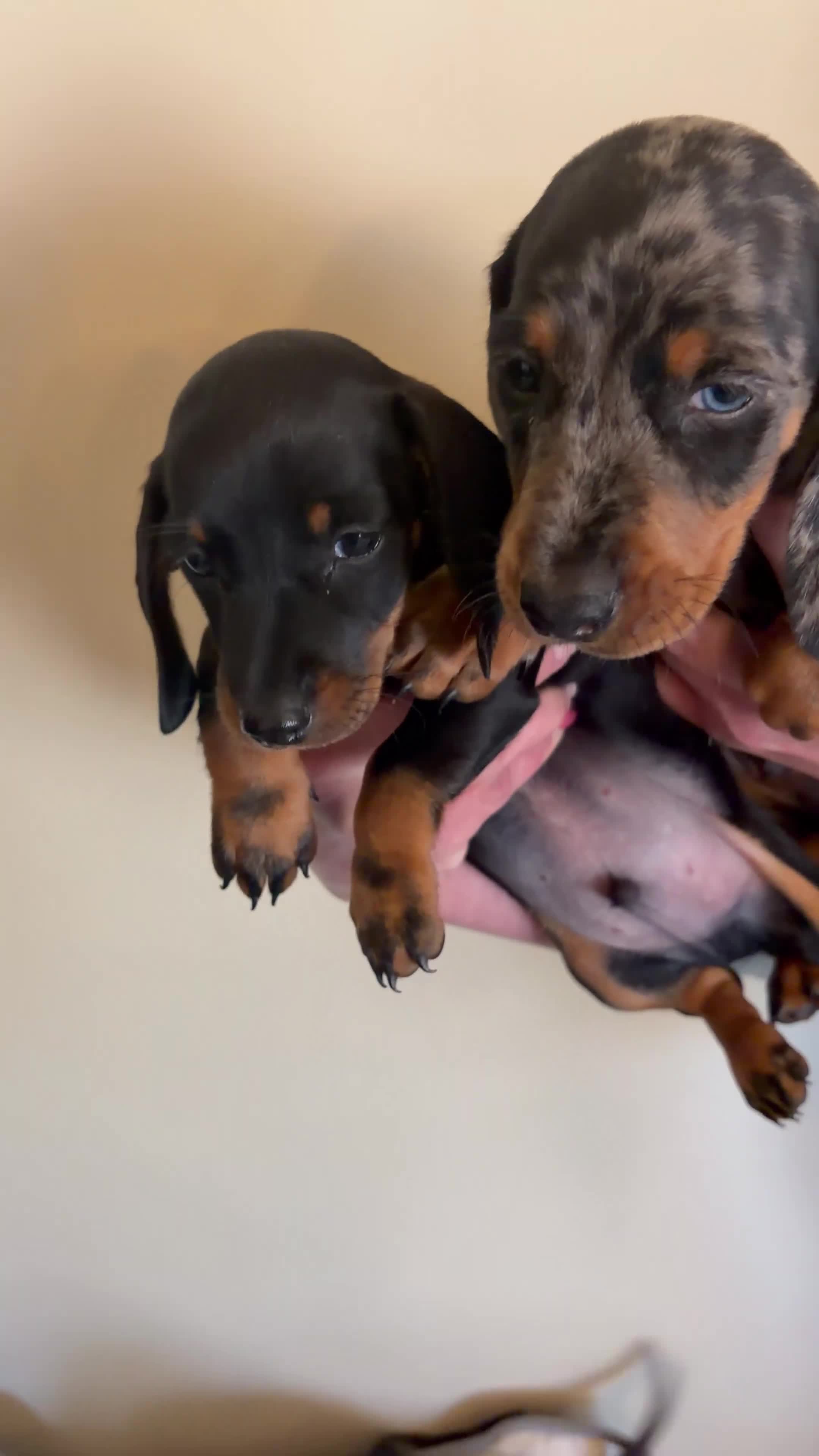 Teckel (korthaar)  honden te koop: Dwerg teckel pupjes. - Video 2