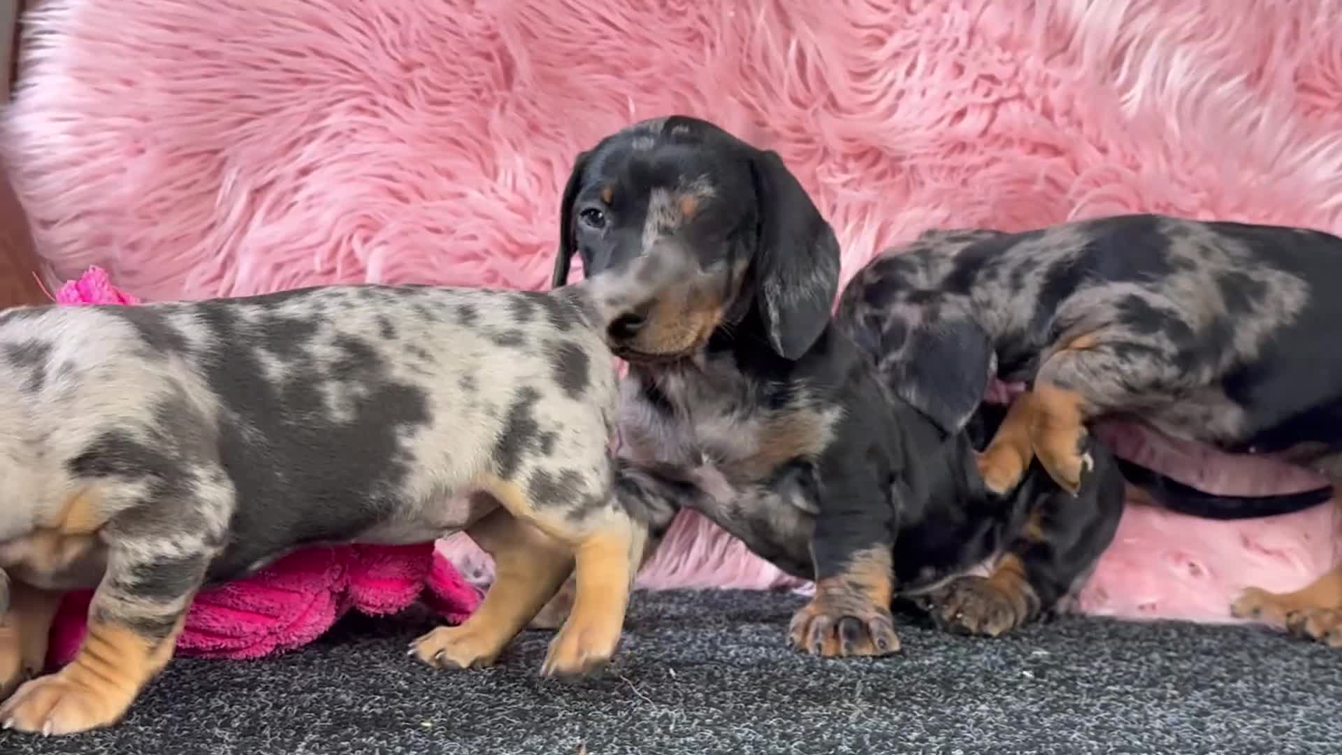 Teckel (korthaar)  honden te koop: Dwergteckel pups  in Vlagtwedde - Video 2