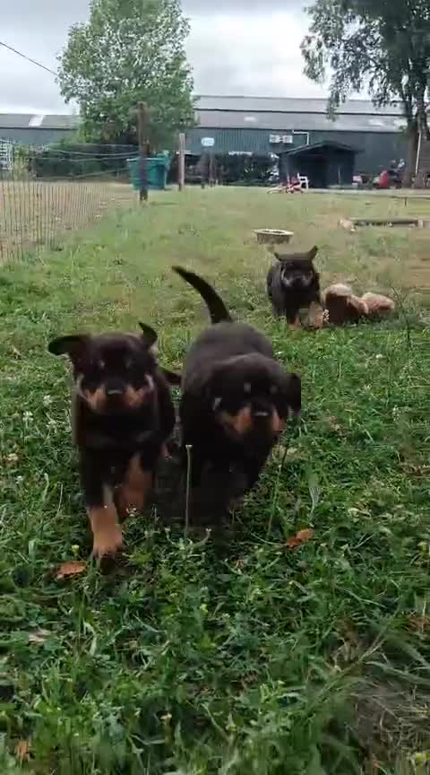 Rottweiler honden te koop: Prachtige Rottweiler Teefjes - Video 1