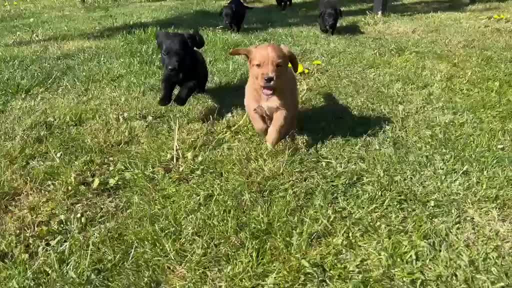 Kruising honden te koop: Kruising Labrador met Golden retriever - Video 2