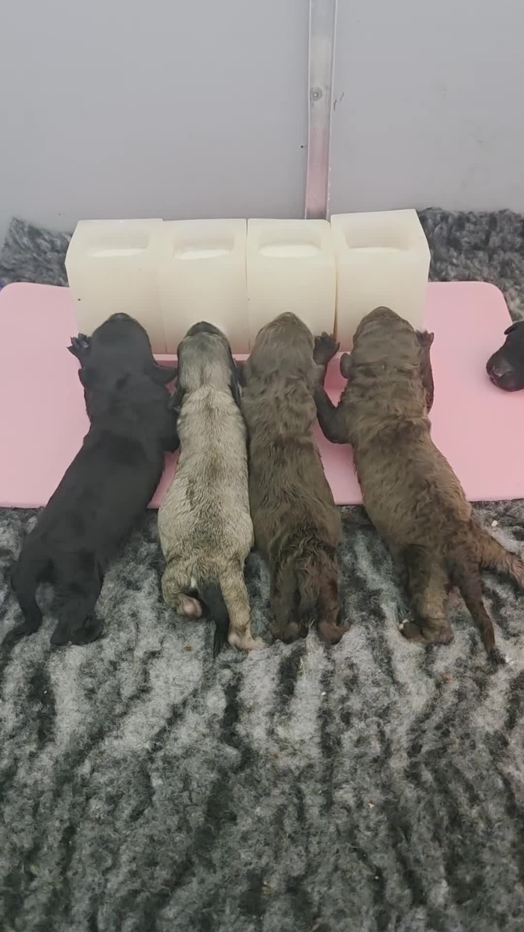 Labradoodle honden te koop: Prachtige labradoodles  - Video 1