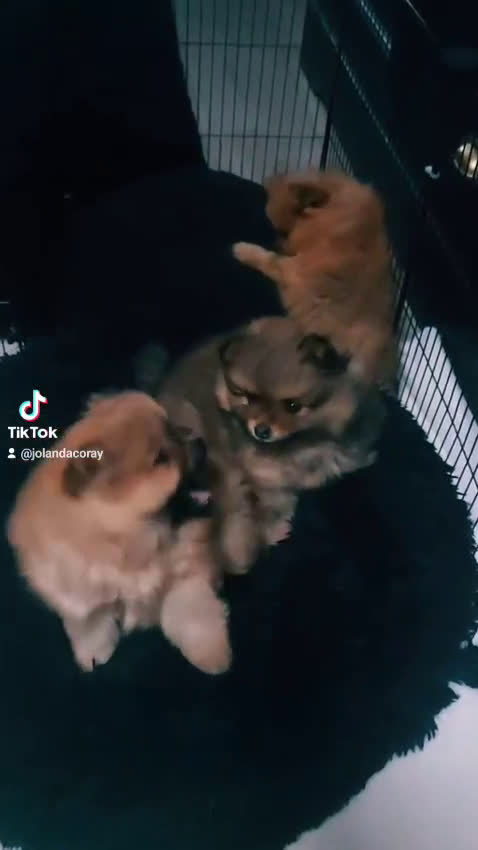 Pomeriaan honden te koop: Pomriaan puppy s - Video 1