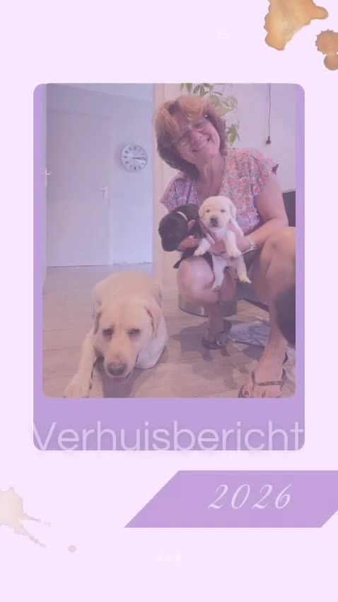 Labrador Retriever honden te koop: Prachtige blonde en zwarte labradorpups geboren! ♥ - Video 1