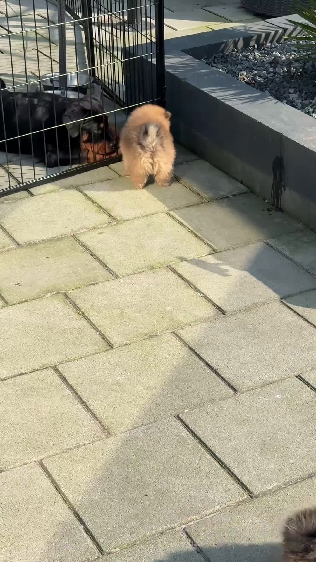 Pomeriaan honden te koop: Prachtige Pomeriaan pups nl gefokt in Workum - Video 1