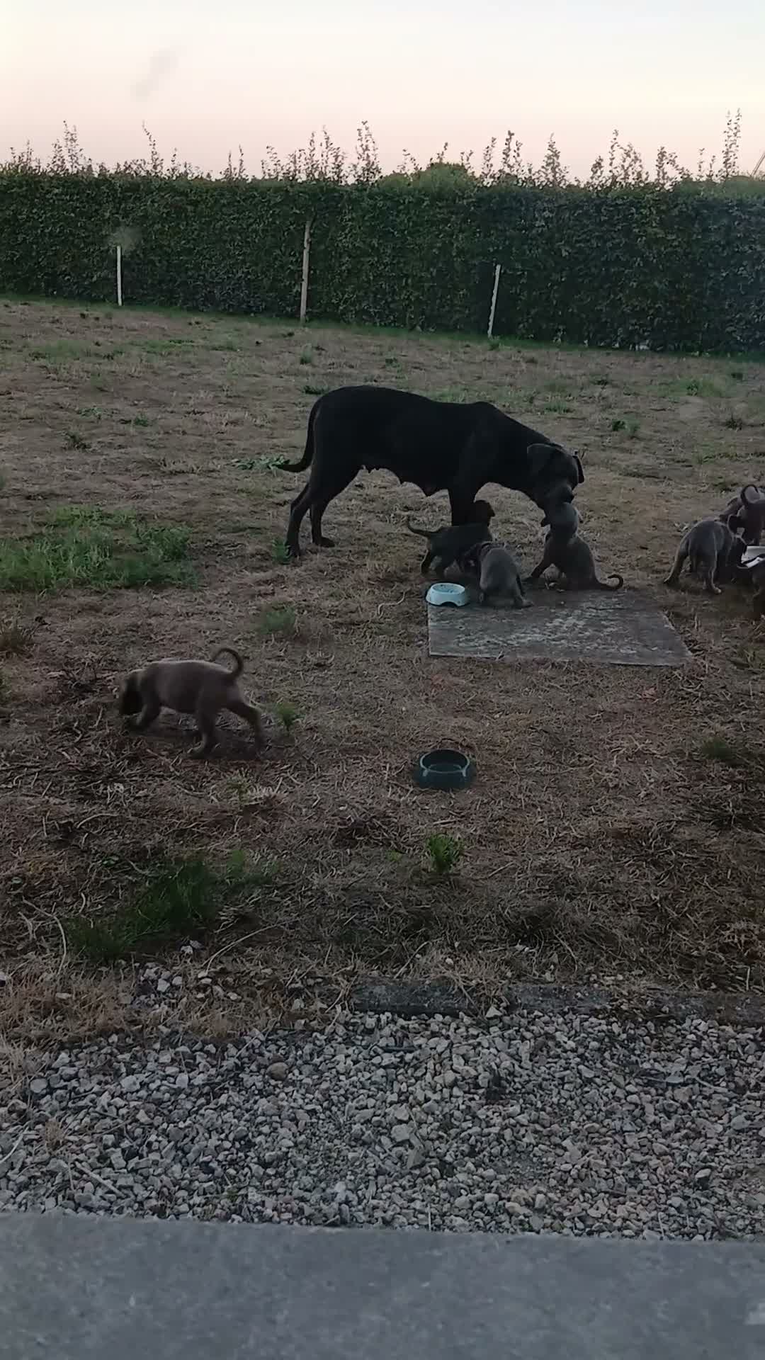 Cane Corso honden te koop: Nog 3 prachtige pups beschikbaar  - Video 1