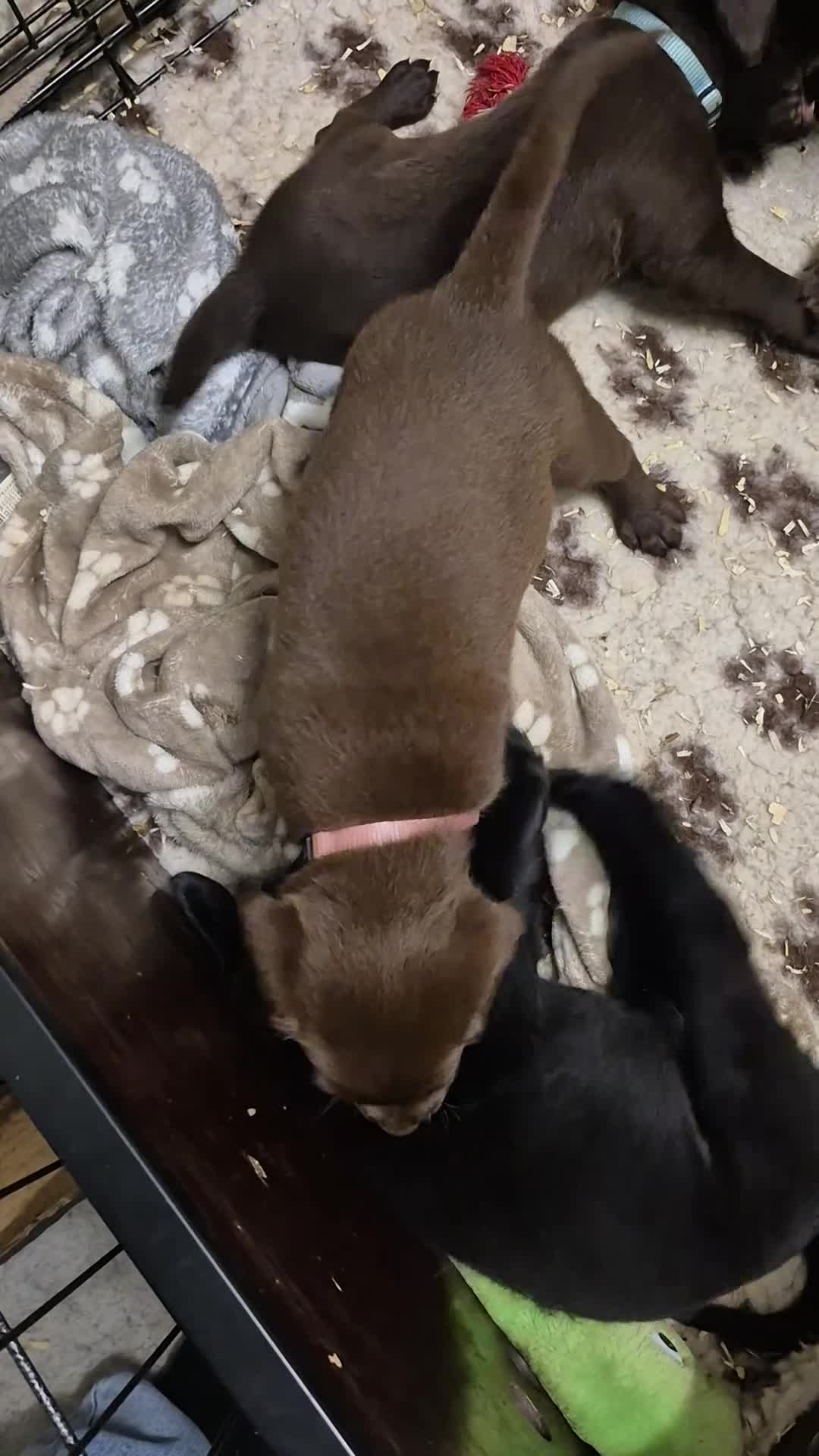 Labrador Retriever honden te koop: Labrador pups - Video 1