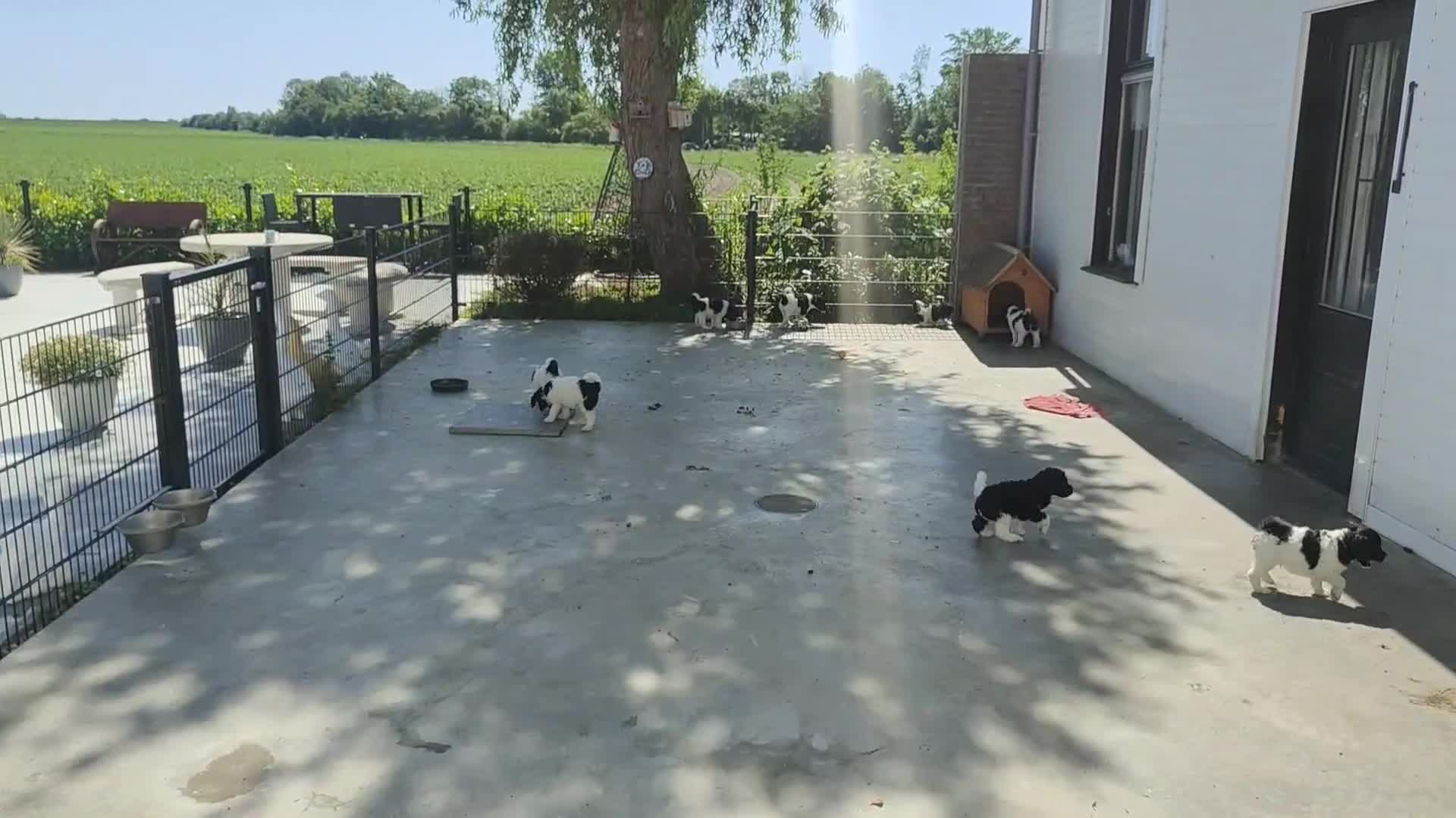 Labradoodle honden te koop: labradoodle pups met filmpje - Video 1