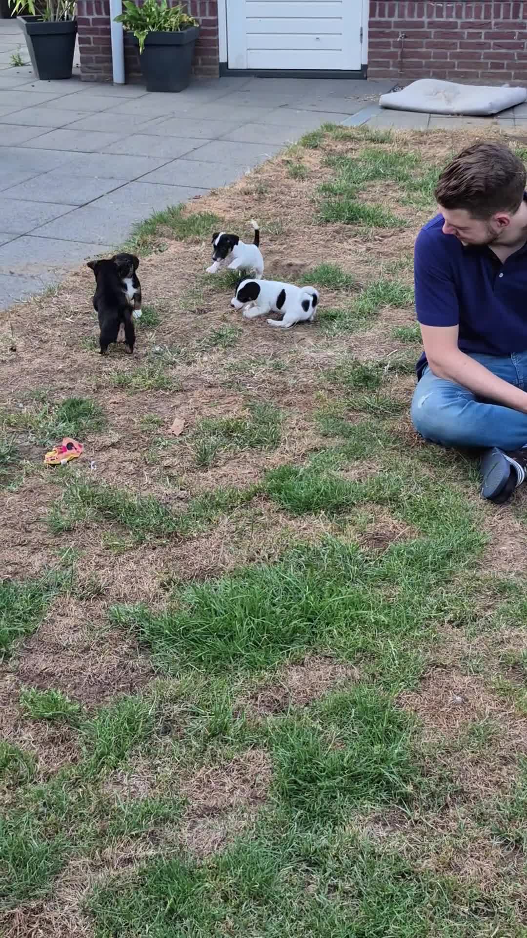 Jack Russel Terriër honden te koop: De mooiste en liefste Jack Russel puppy's.  - Video 2