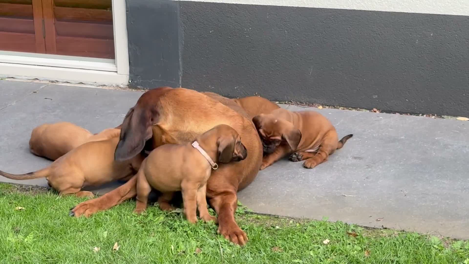 Beierse Bergzweethond honden te koop: Hanoveraaanse zweethond pups - Video 3
