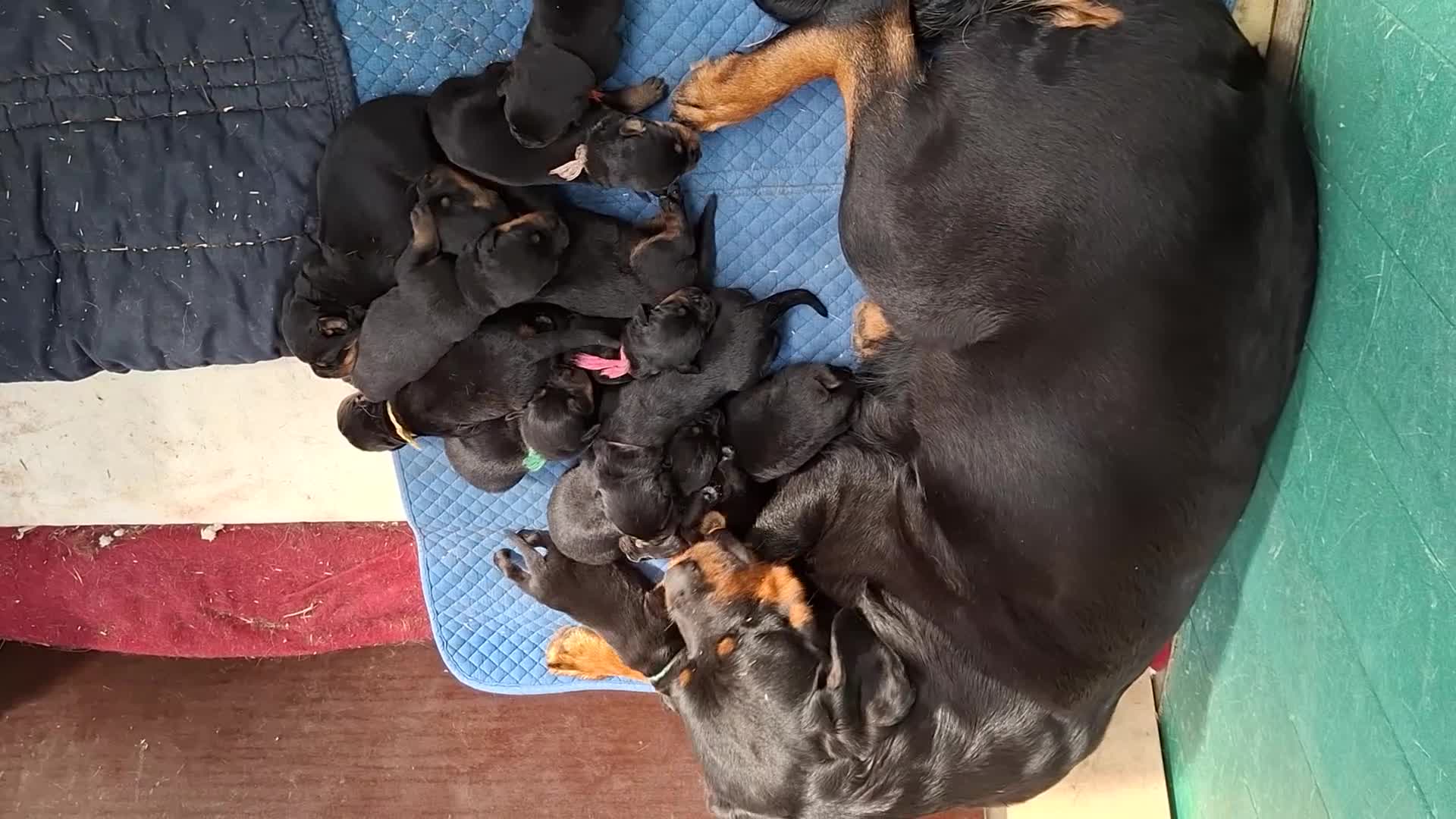 Rottweiler honden te koop: Forse rottweilerpuppies  in Voorhout - Video 1