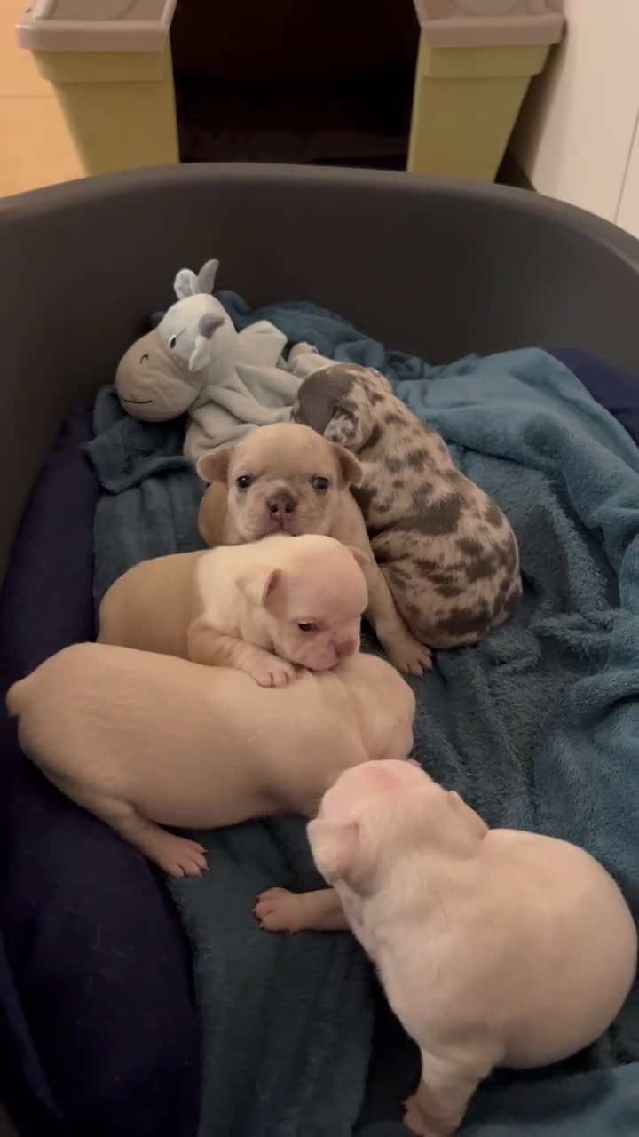 Franse Bulldog honden te koop: 🐶 Prachtige Franse Bulldog pups te koop in Breda - Video 1