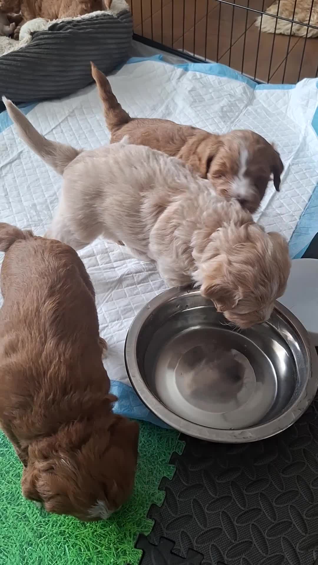 Kruising honden te koop: (Australiën) labradoodle, nog 1 pup beschikbaar in Rijssen - Video 1