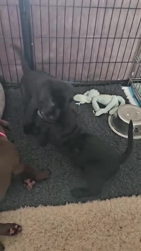 Labrador Retriever honden te koop: Prachtige labrador pups - Video 2
