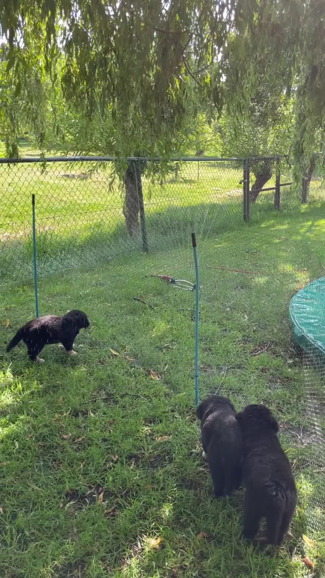 Berner Sennenhond honden te koop: Prachtige Raszuivere Berner Sennen pups te koop in Voorthuizen - Video 1